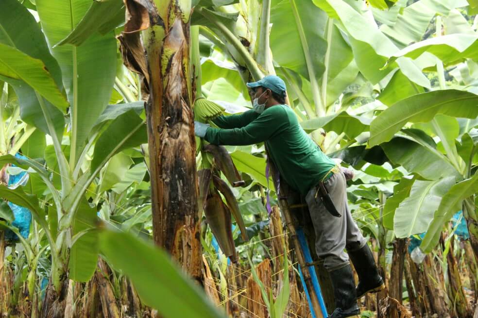 “Estamos comprando tiempo”: bananeros de Urabá sobre hongo Fusarium