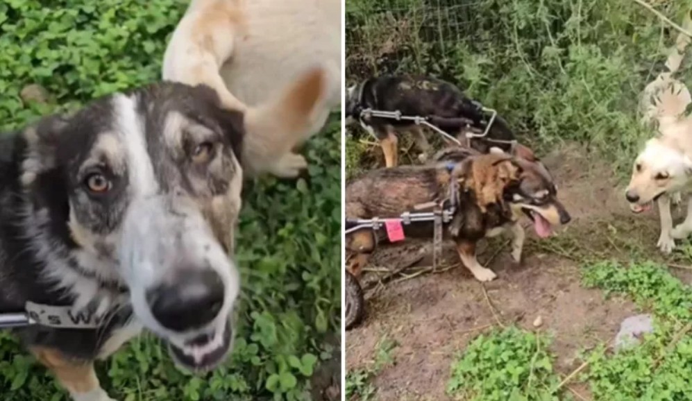 Así viven los perros con sillas de ruedas que fueron salvados del abandono