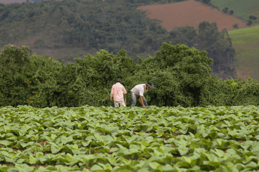Banco Agrario niega que productores morosos estén por perder sus tierras