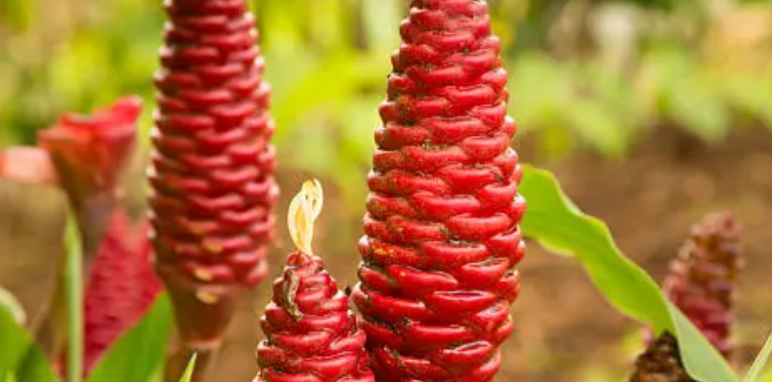 El Awapuhi, o jengibre champú, es una planta tropical versátil que embellece el jardín, nutre el cabello y ofrece usos culinarios y medicinales, siempre que se cultive con buena luz, riego constante y cuidados básicos.