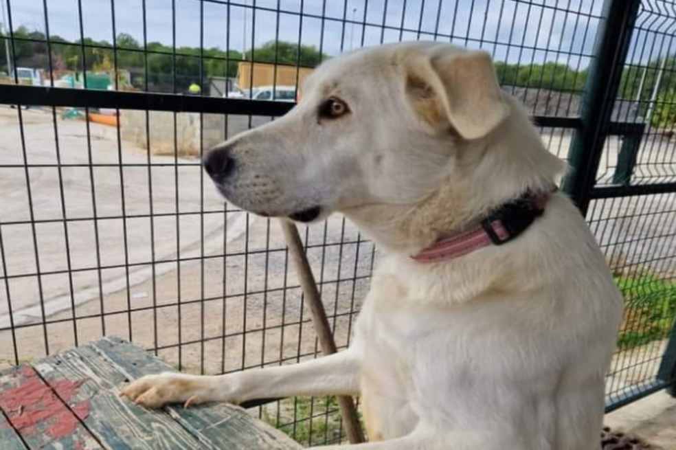 Ella es Pandora, la perrita que espera todos los días a la familia que la abandonó