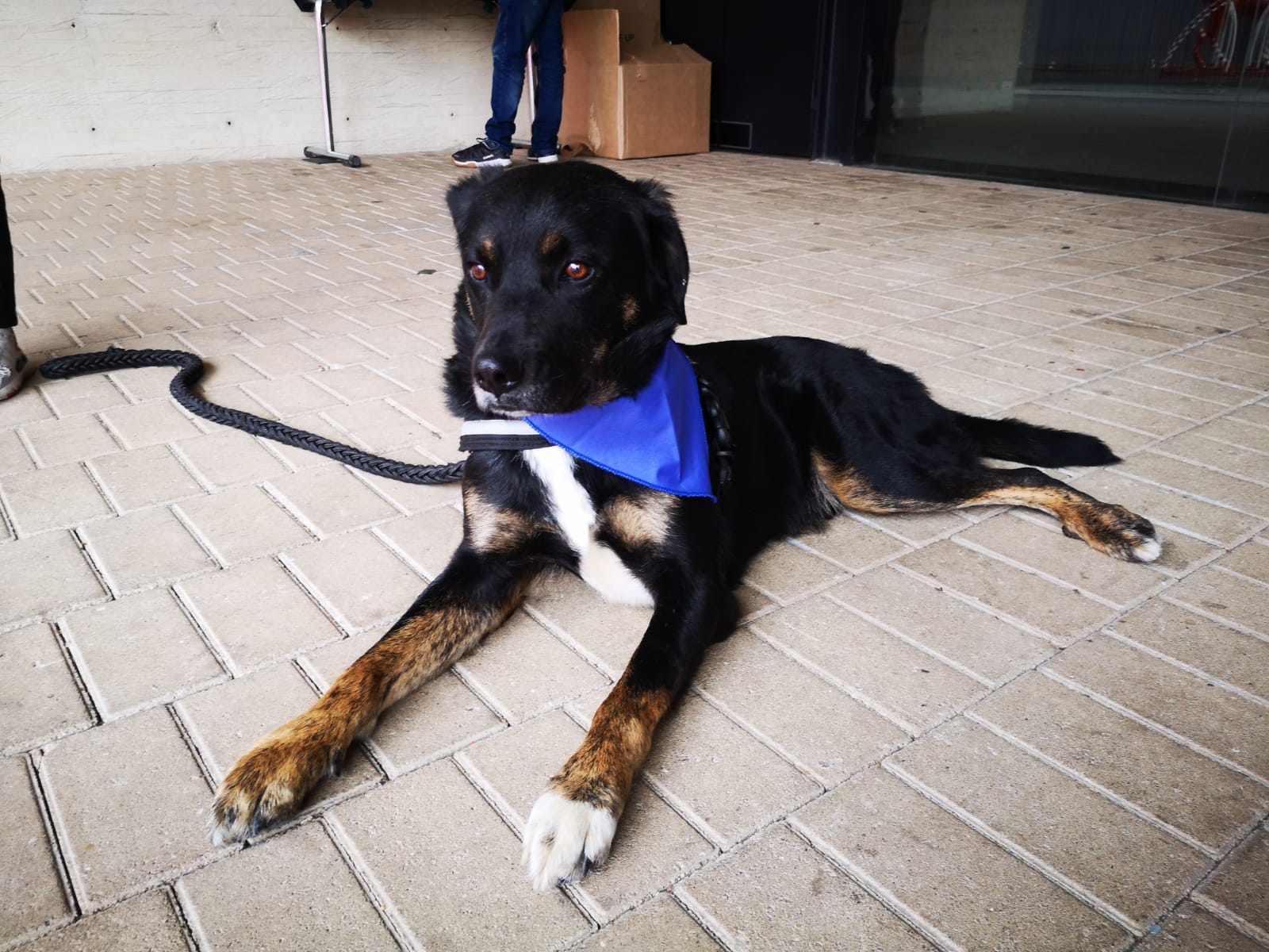 Escorpio: un perrito criollo con tres patas que busca un hogar en Bogotá