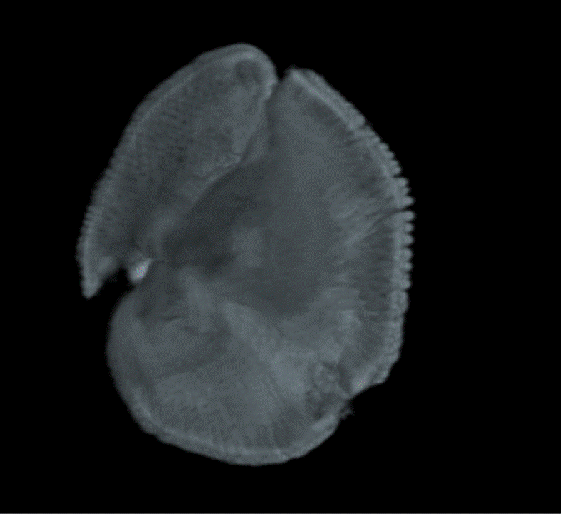 Reconstrucción en 3D de un polen fósil de la especie Striatopollis catatumbus de una colección de África.
