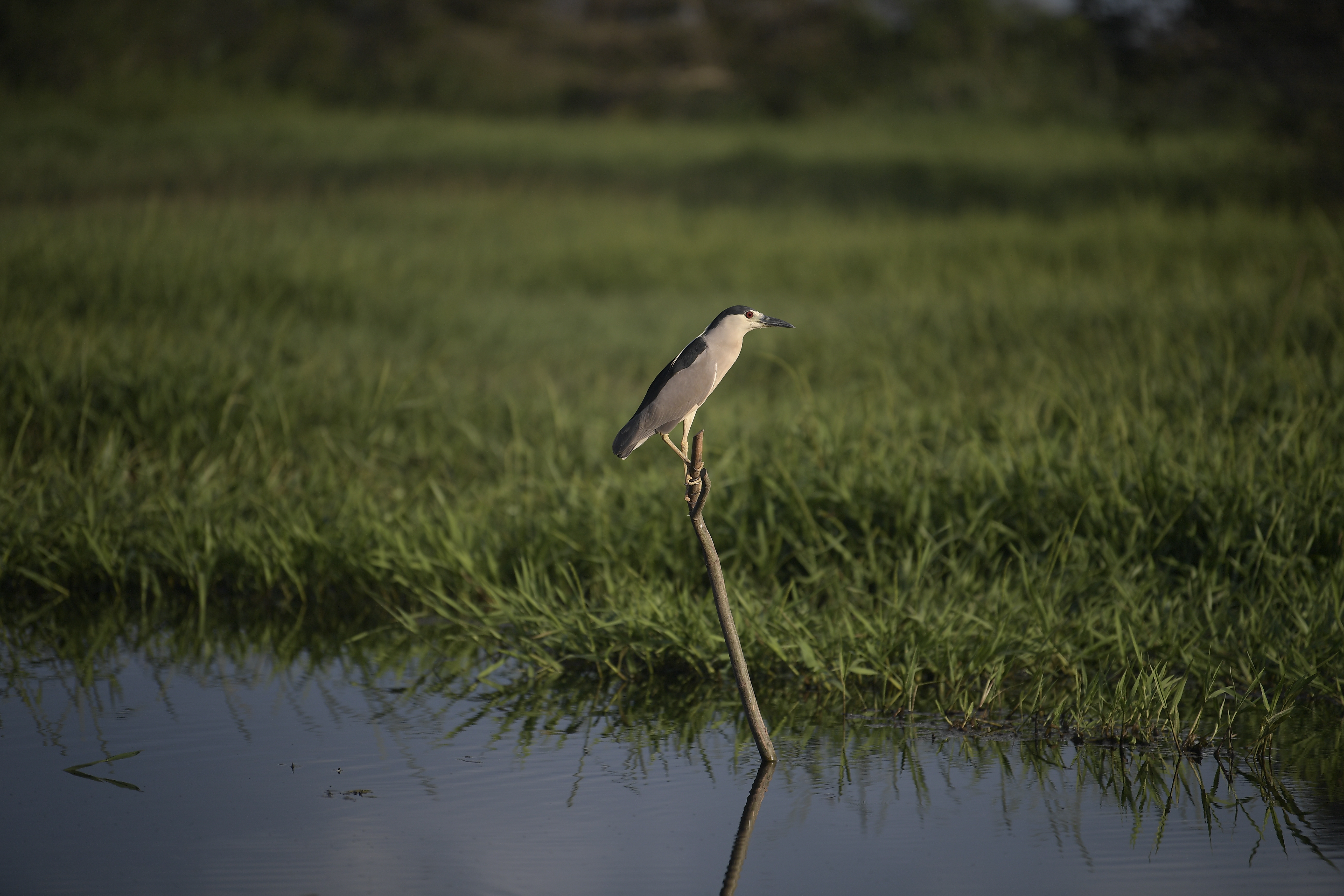 Por el cambio climático 72 especies de aves ponen sus huevos un mes antes