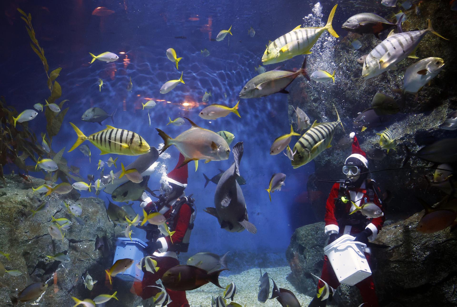 Bangkok (Thailand), 18/12/2025.- Thai divers dressed as Santa Claus feed fishes during an underwater feeding special event to celebrate Christmas at Sea Life Bangkok aquarium in Bangkok, Thailand, 18 December 2025. The Santa Dive underwater feeding sharks and rays performance is held to celebrate Christmas and attract tourists, and it will run until 25 December 2025. (Tailandia) EFE/EPA/RUNGROJ YONGRIT