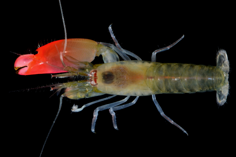 Nueva especie de camarón es bautizada en honor a Pink Floyd