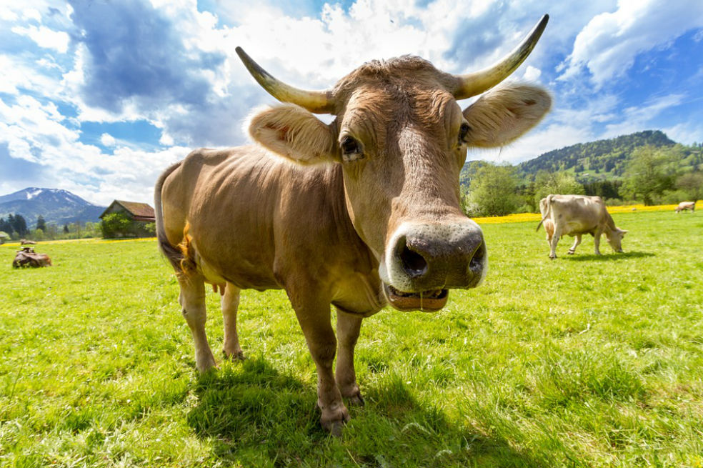 Demanda de carne vincula a China con deforestación en el Amazonas