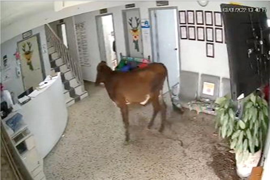 Un novillo embistió  a una mujer dentro de un hospital en Antioquia