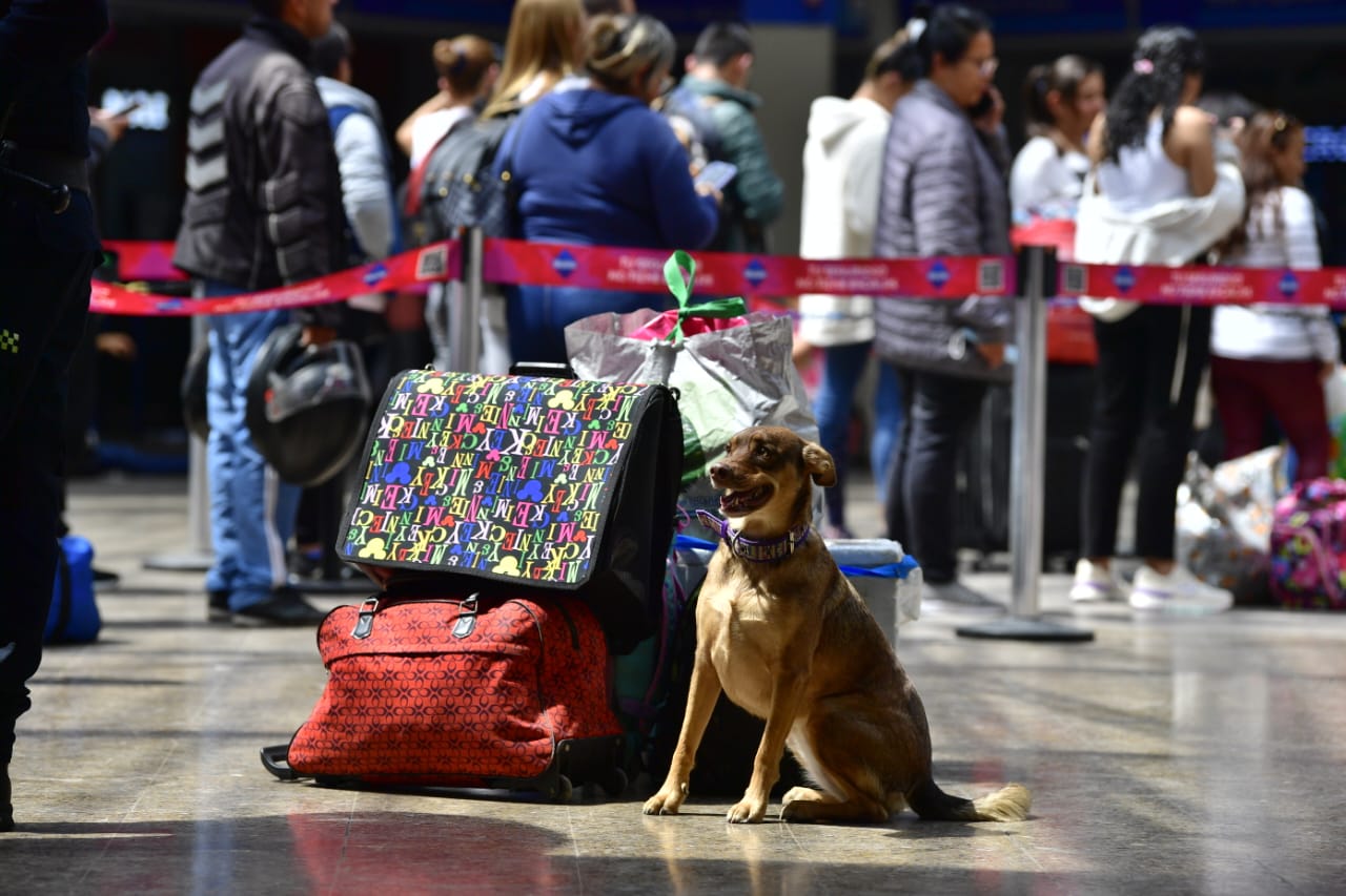 ¿Qué se necesita para viajar con mi perro o gato? Consejos prácticos para un buen viaje