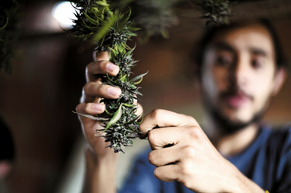 Sin químicos ni violencia: la marihuana hecha en casa