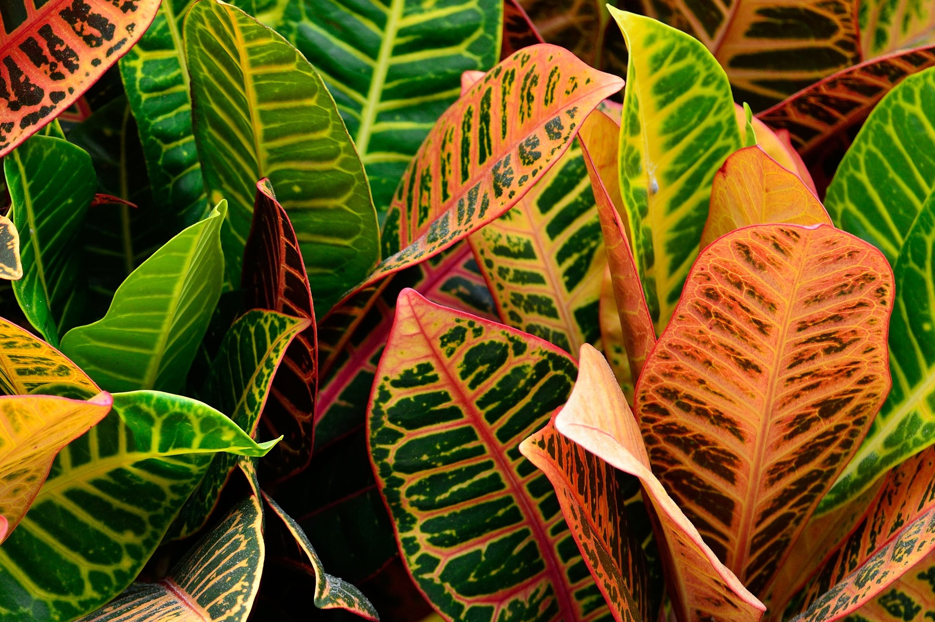 Crotón: cuando las hojas de una planta están hechas de arcoíris