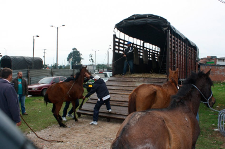 Caballos de carreteros estaban hacinados en bodegas
