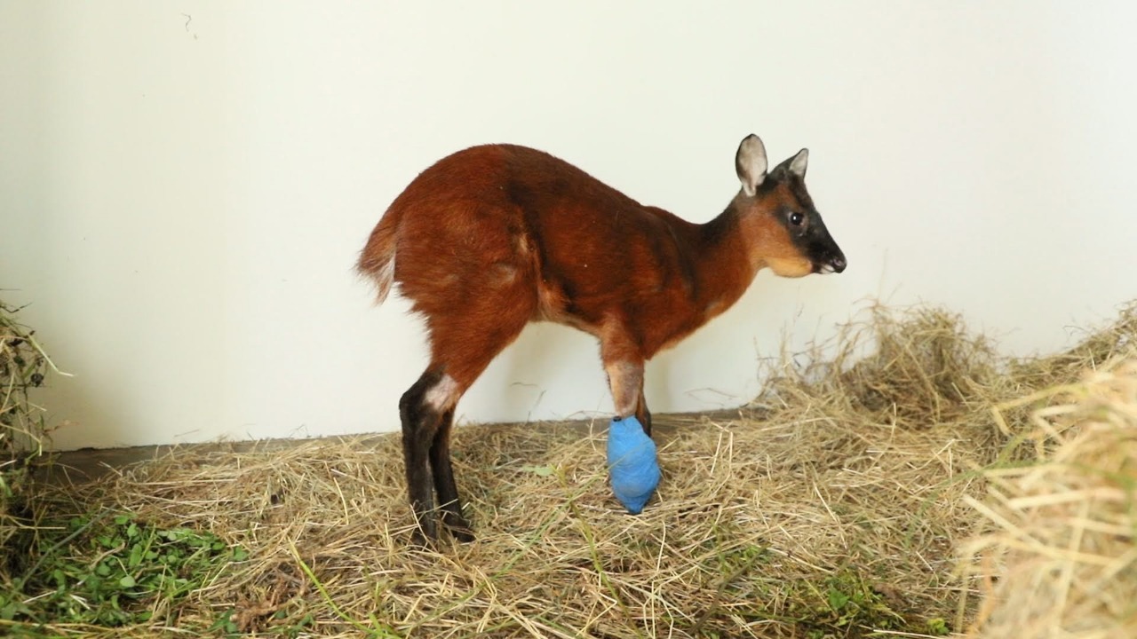 Venado rescatado en el norte de Bogotá requiere de otra cirugía
