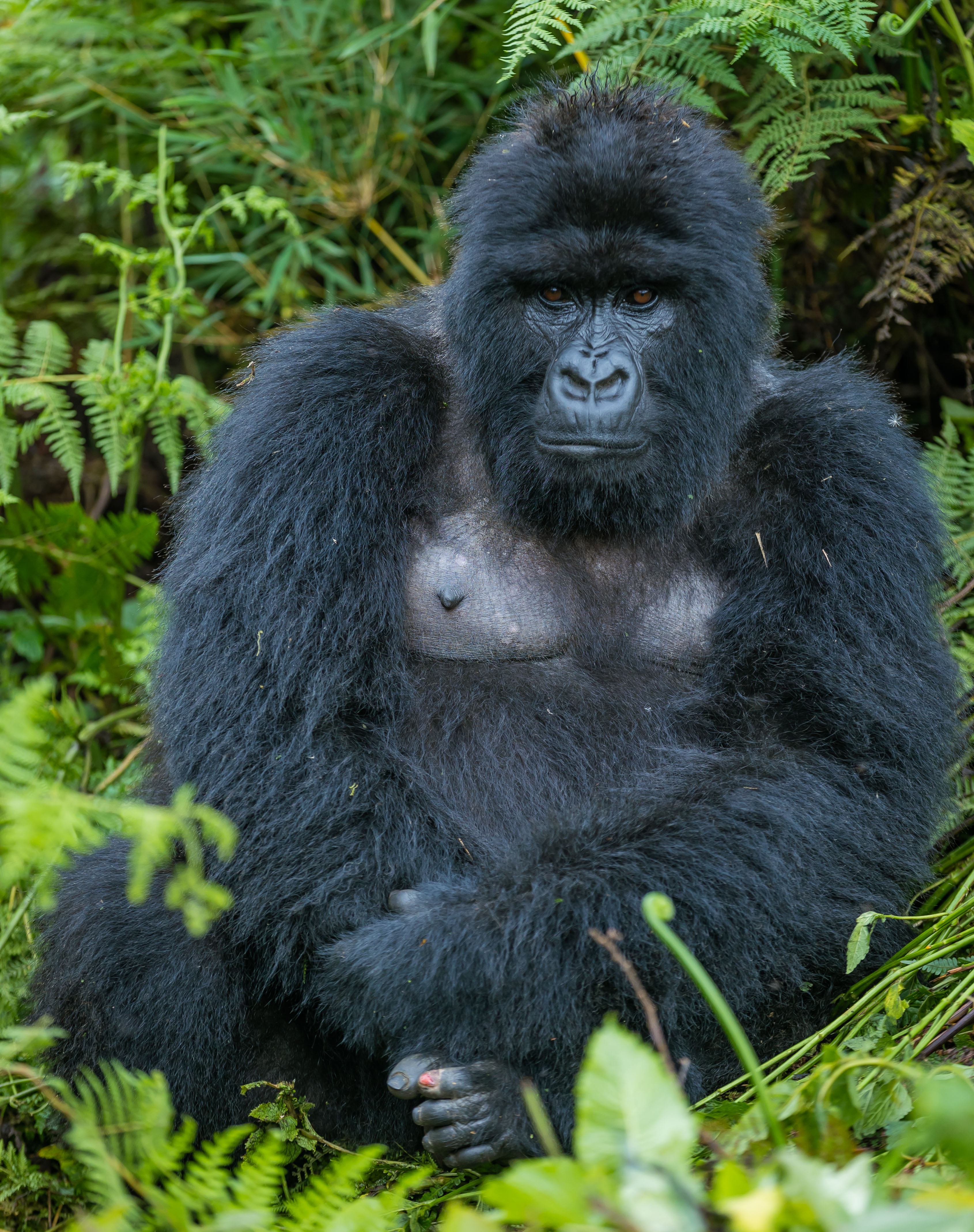 Los gorilas son los primates vivos más grandes del mundo.