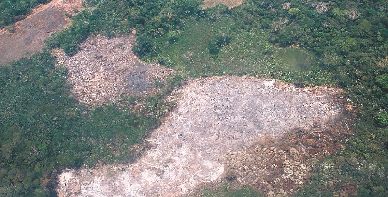 Caquetá, el departamento con mayor deforestación en 2018