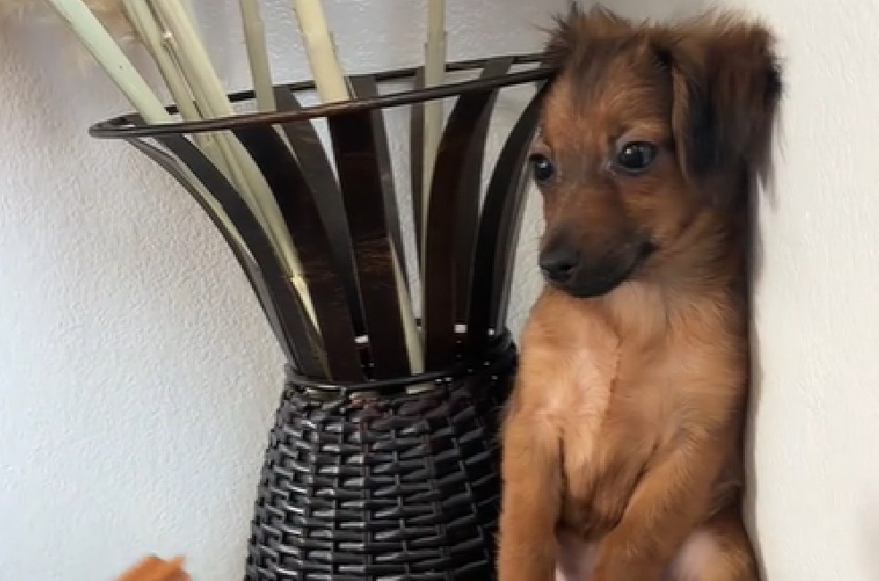 Así puede ayudar a un perro rescatado a adaptarse a su nuevo hogar