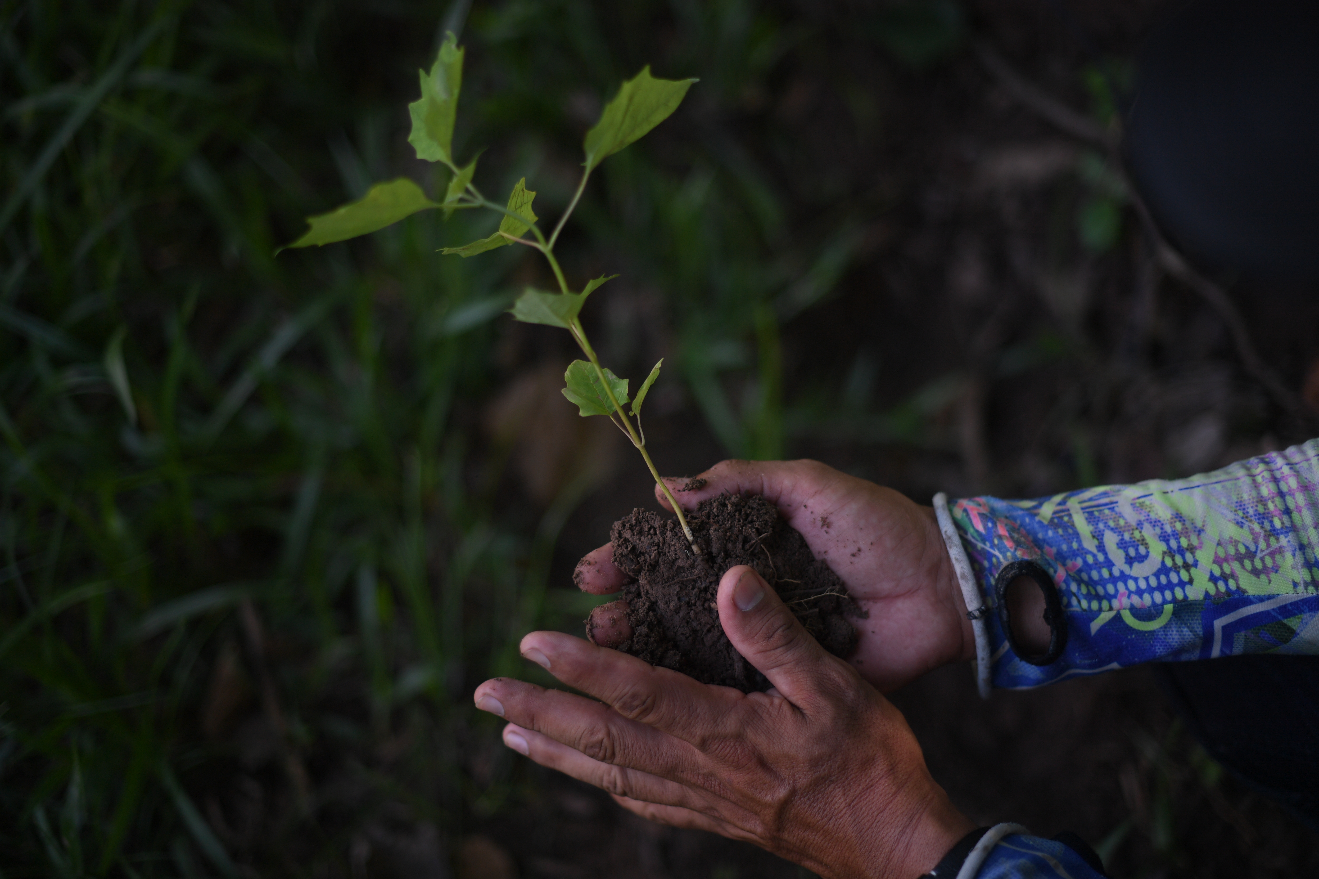Colombia renovó la Declaración Conjunta de Intención, para la protección de los bosques