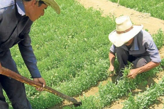 Escasez y tecnología: lo que enseña la agricultura de Israel a la de Colombia
