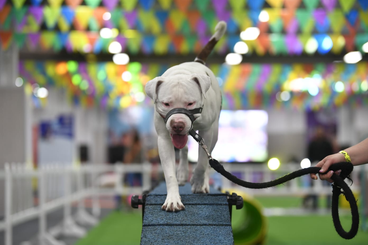 El cuarto día de Expopet 2024 será así: le contamos qué hacer en la feria de mascotas