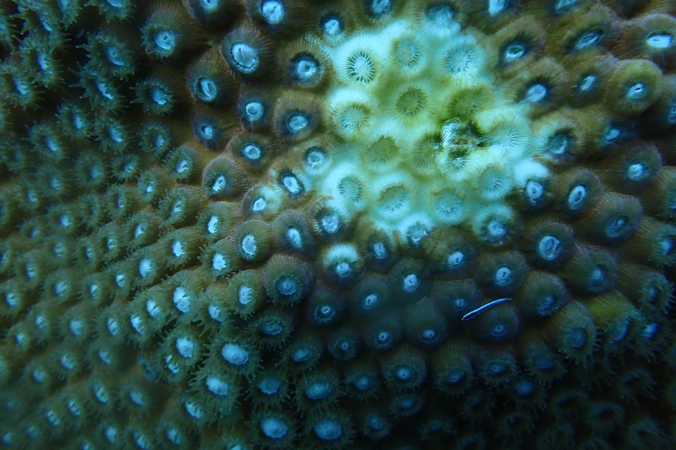 Se trata de la “enfermedad de pérdida de tejido de coral” (Sctld por sus siglas en inglés).