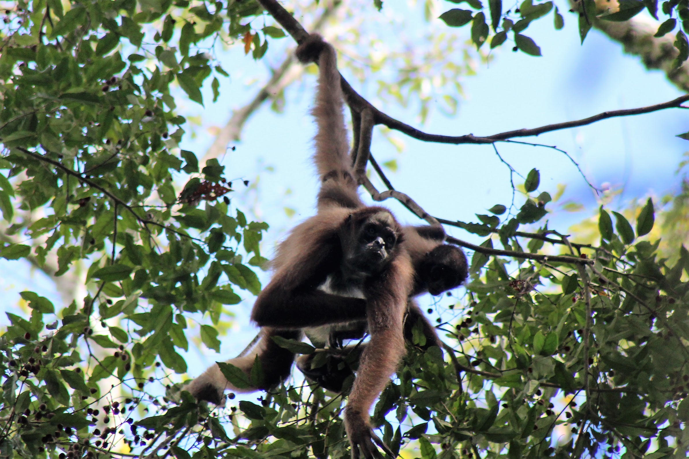 Atlas de Primates