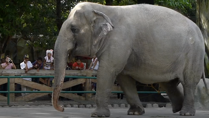 Muere la elefante “más triste del mundo” en el Zoológico de Manila