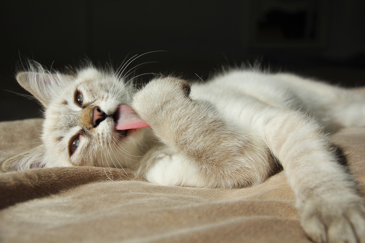 ¿Qué pasa cuando un gato se lame mucho?