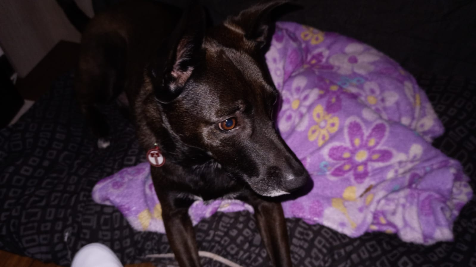 La historia de Jazz, un perrito que fue abandonado en una terraza para morir
