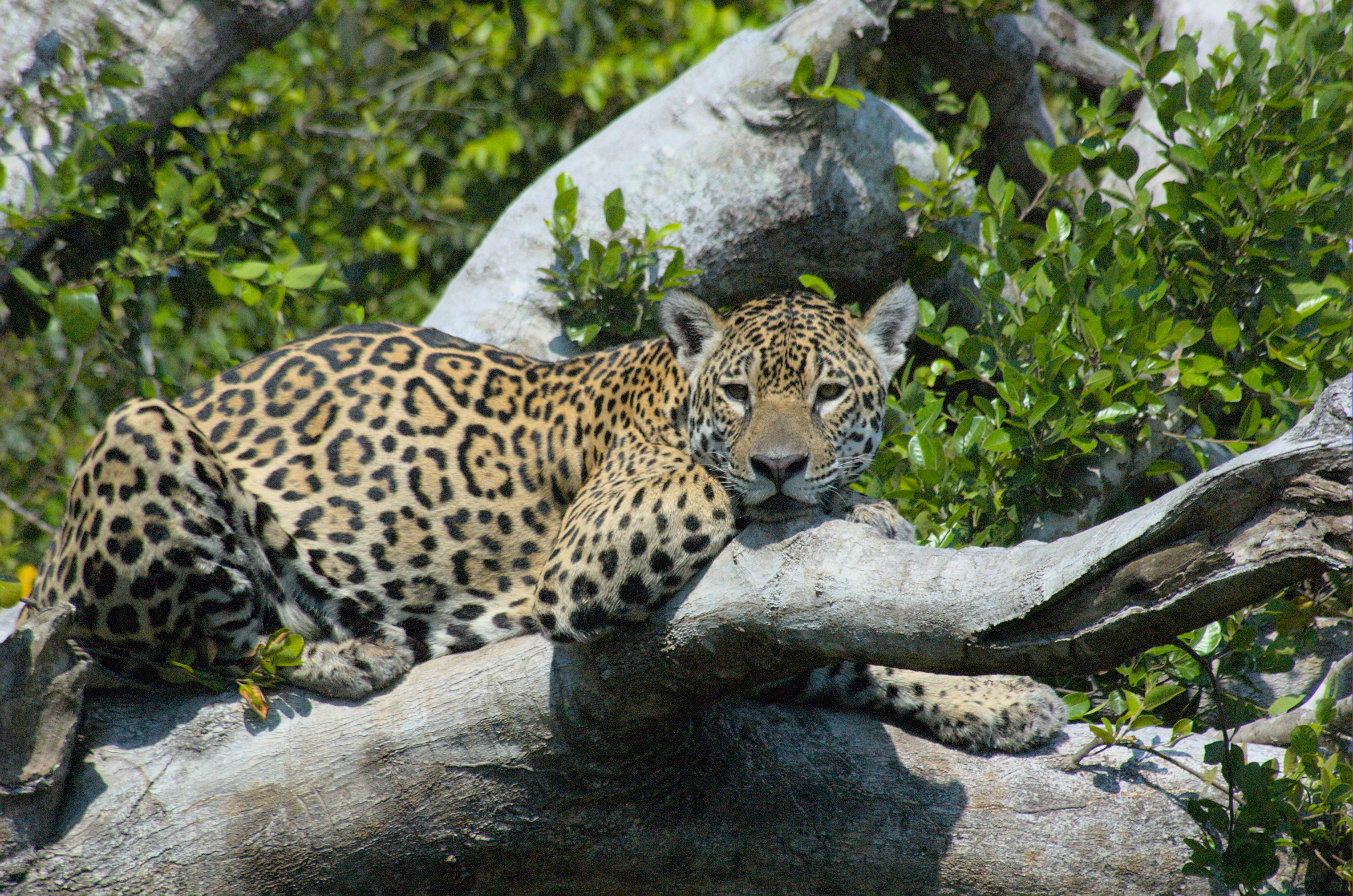 Turismo de jaguares: un arma de doble filo para conservarlos