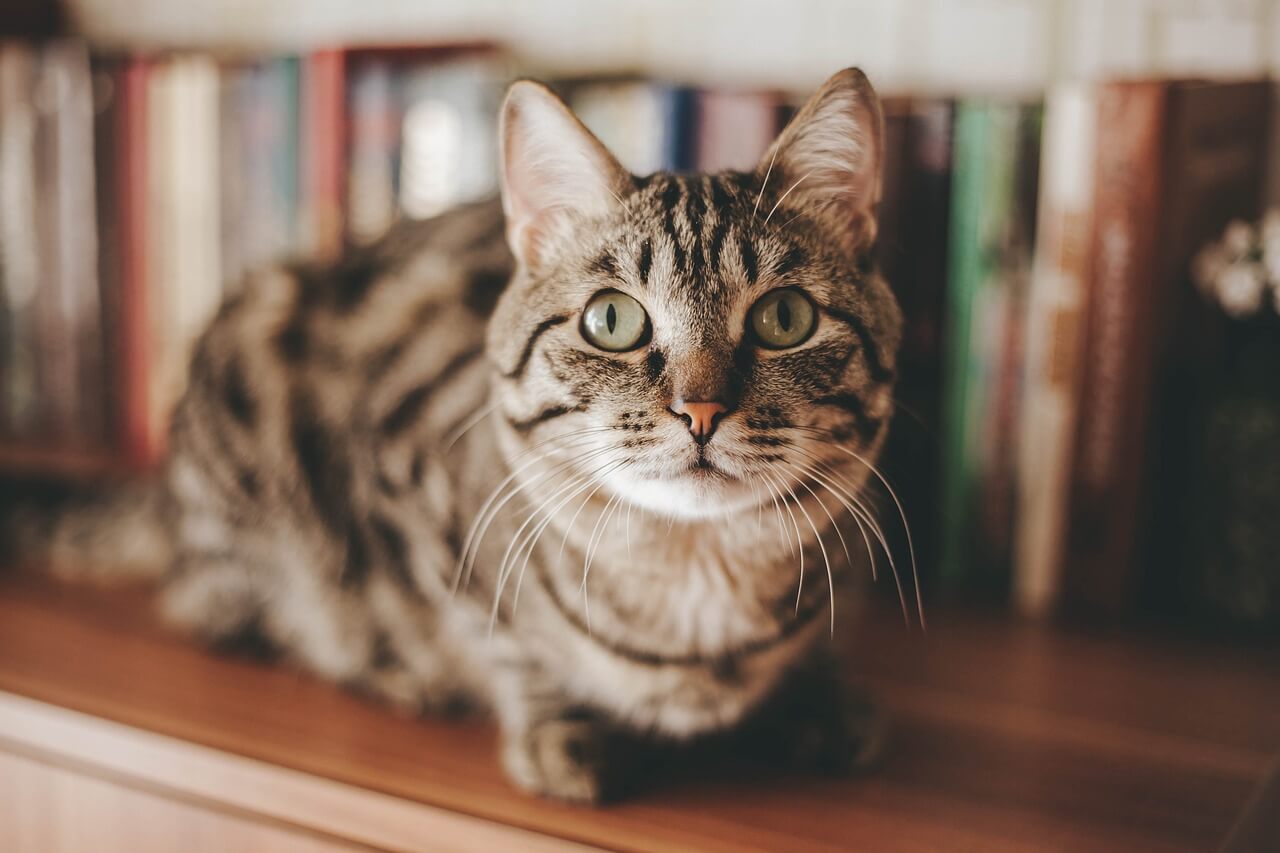 ‘Otis & Clementine’s Books’, la librería en la que puedes adoptar un gato