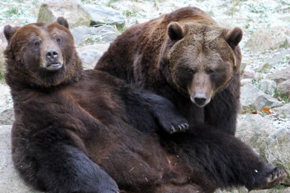 Sequía en Siberia obliga a los osos a buscar comida en pueblos cercanos