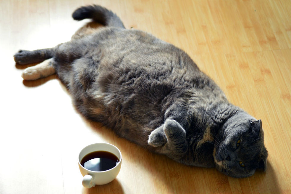 Como sus dueños, las mascotas estadounidenses están obesas