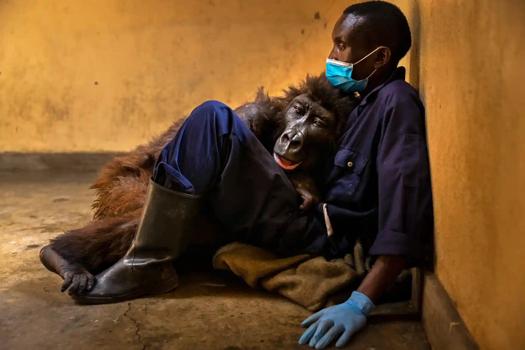 Categoría fotoperiodismo: Brent Stirton, de Sudáfrica, capturó el momento en el gorila Ndakasi moría mientras yacía en los brazos de su salvador y cuidador durante 13 años, el guardabosques Andre Bauma.