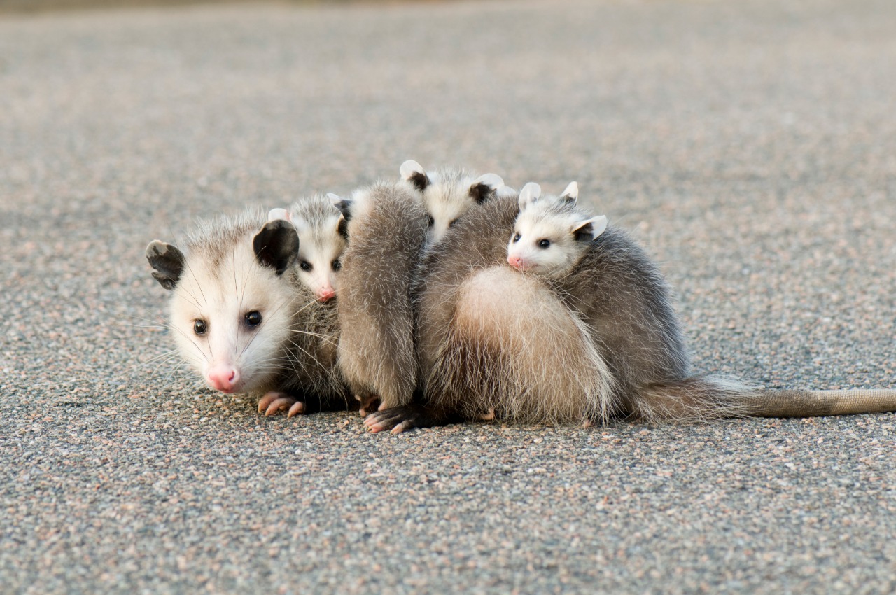 La Zaga: zarigüeyas, marsupiales indefensos que estamos matando