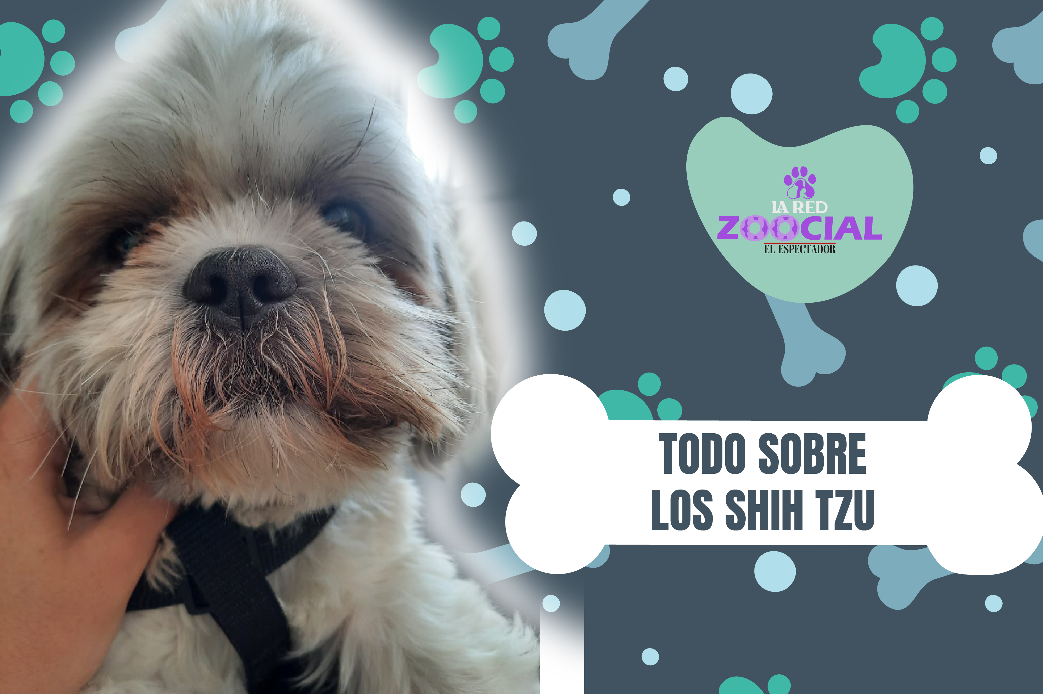 (VIDEO) Perro shih tzu: cuidados, características y curiosidades de esta raza
