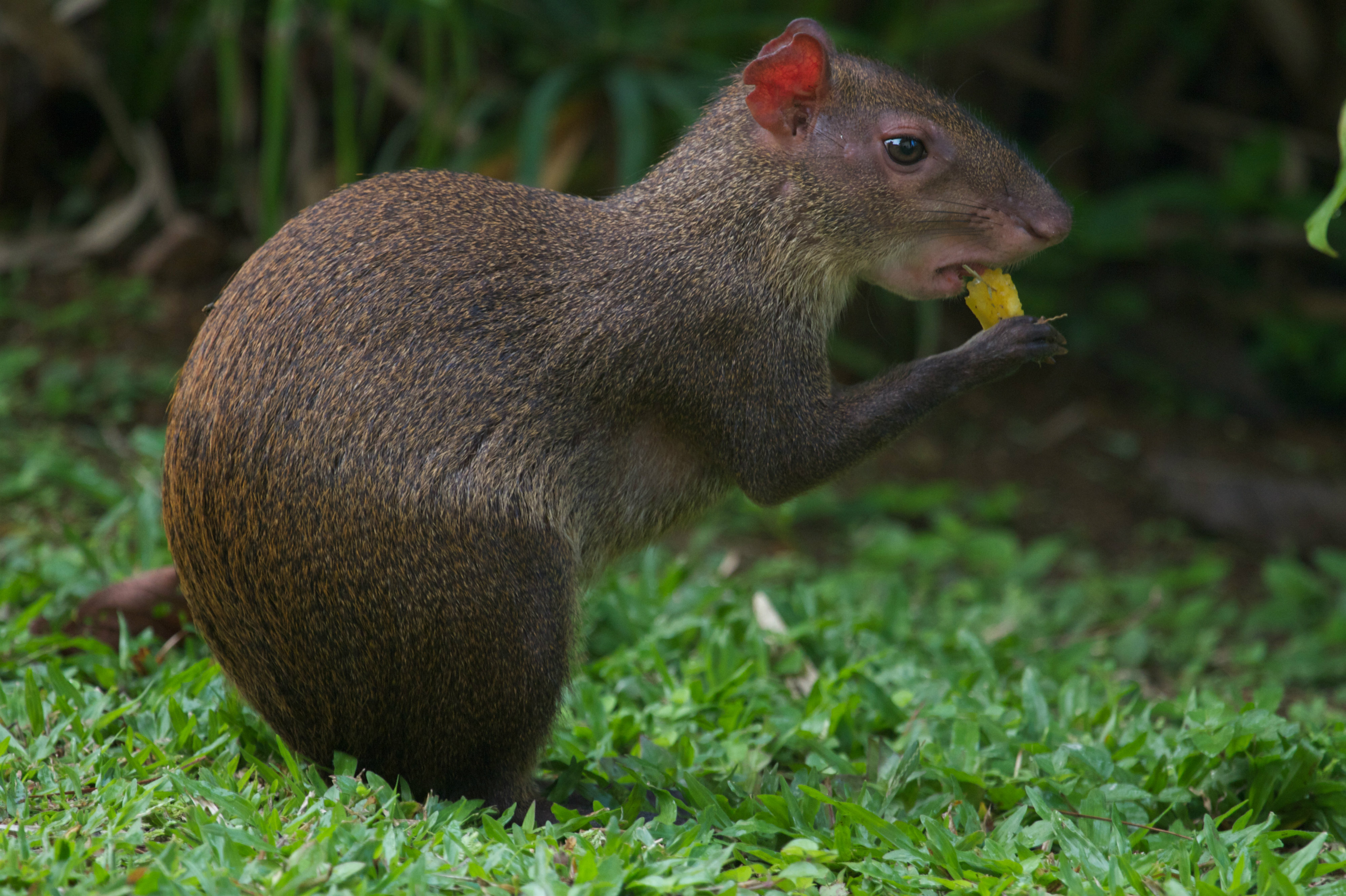 La reducción de animales grandes y medianos empeora el resto del ecosistema