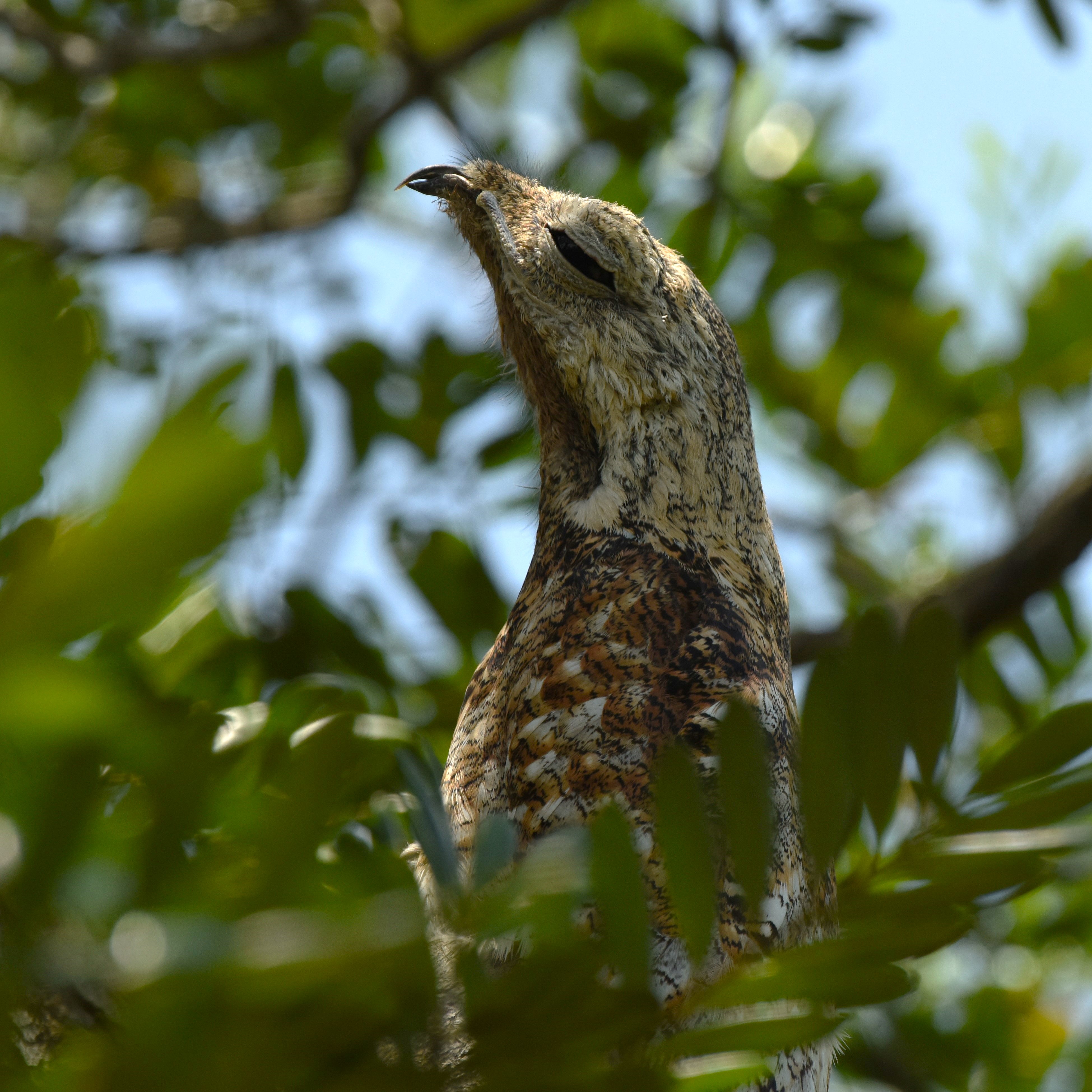 Tyto furcata / Sebastian Herzog