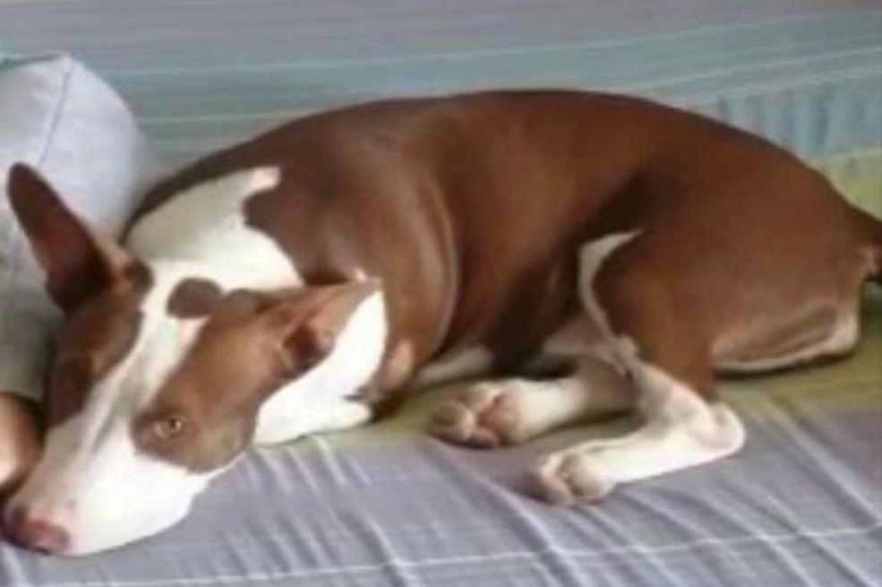 Fiscalía imputa cargos a un policía que habría matado a una perrita en Bucaramanga