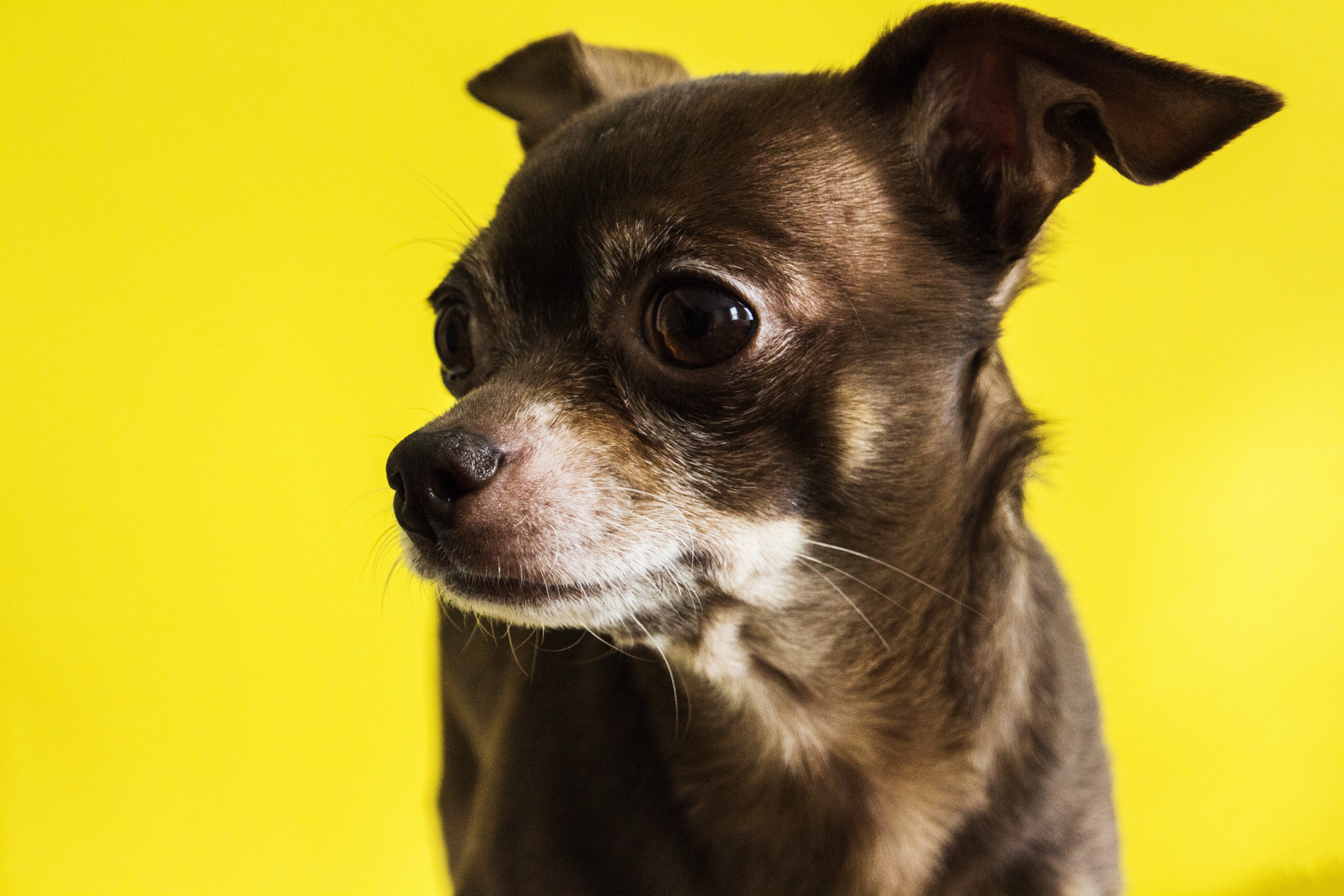 Es una de las razas de perros más antiguas del continente americano, además de ser el perro más pequeño del mundo.