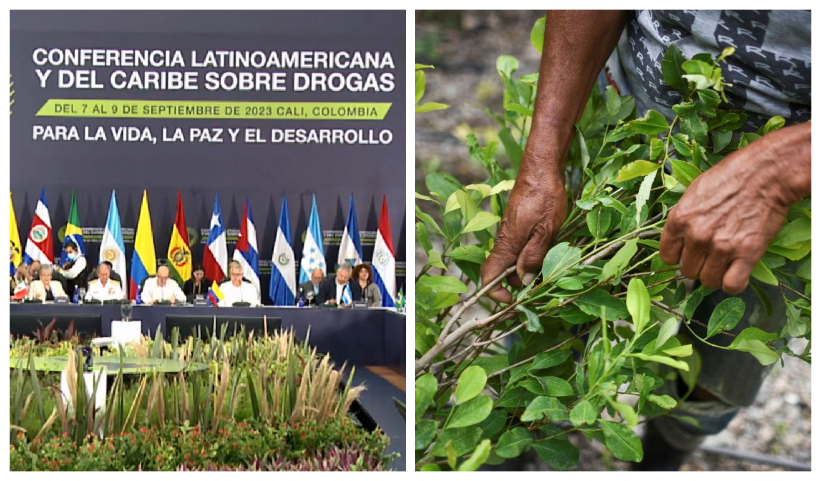 Coca: acuerdo entre 19 países firmado en Colombia intentará legitimar la planta