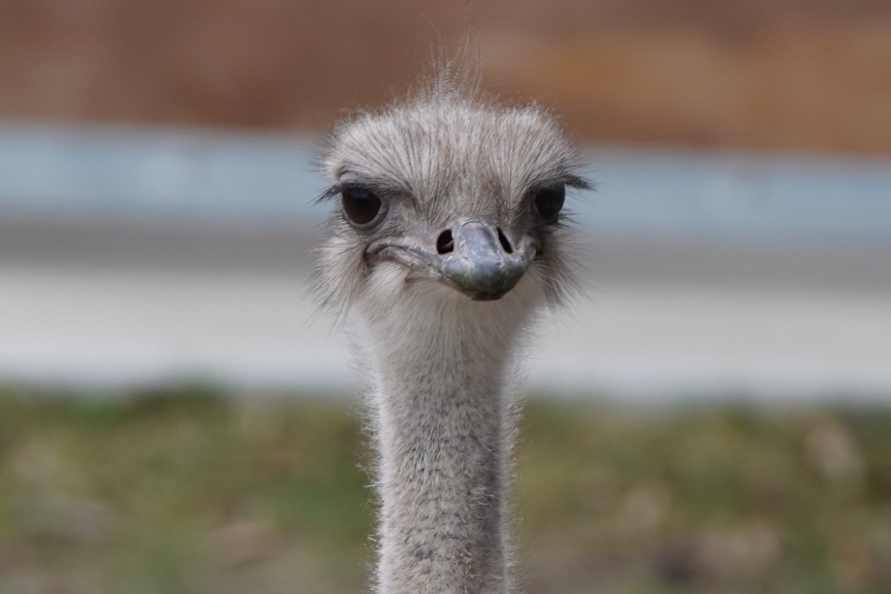¿Por qué las avestruces no vuelan si son aves?
