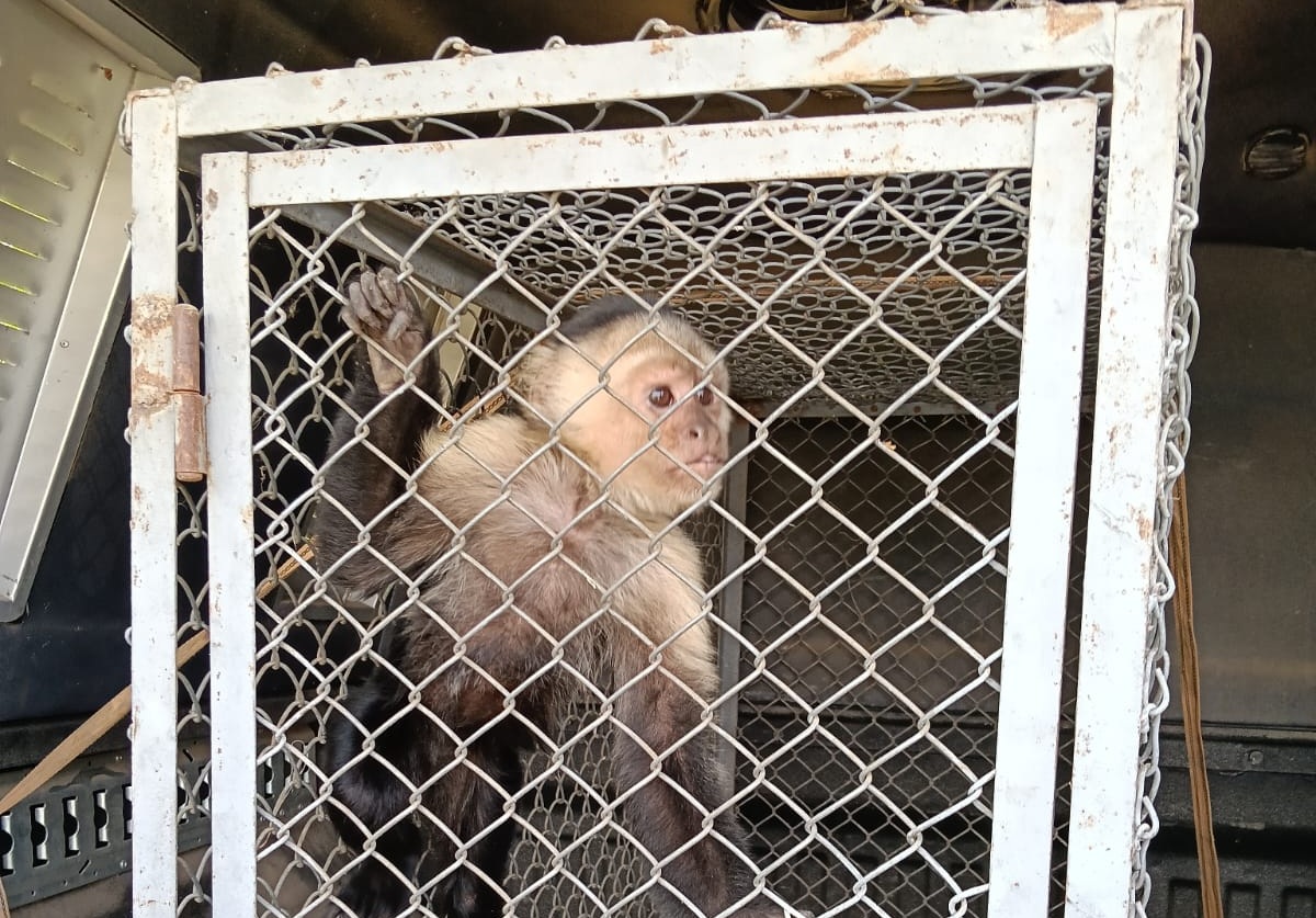Este mono capuchino estaba cautivo. Al parecer, fue abandonado por un extranjero