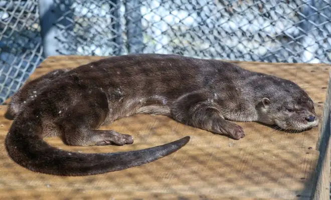 Nutria rescatada en Cali