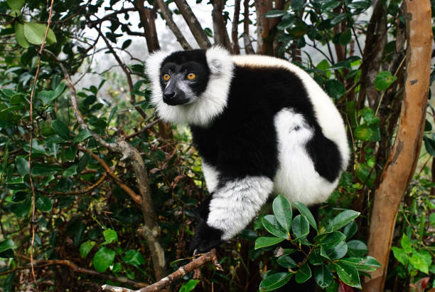 Comer carne de lémur en las ciudades: una nueva amenaza para uno de los primates más vulnerables