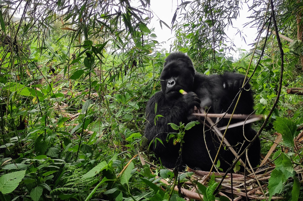 En fotos: frente a frente con los gorilas de montaña en Ruanda