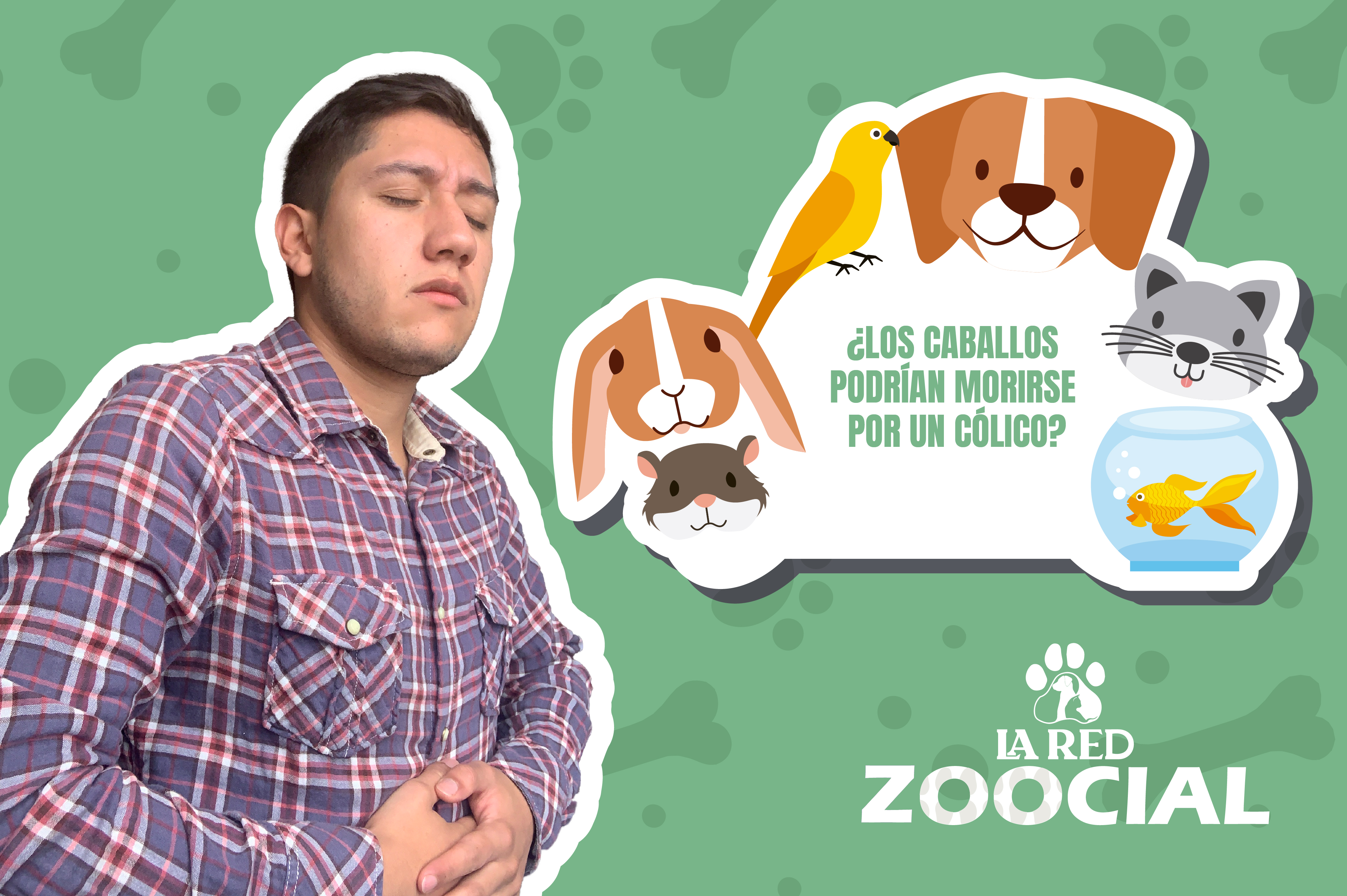 ¿Los caballos podrían morirse por un cólico?