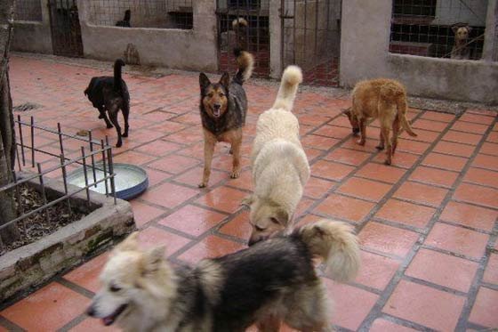 El Decreto 086 de 2013 establece que a la Casa Ecológica serán llevados animales domésticos como perros, gatos, caballos, cerdos, ovejas, cabras, palomas y aves de corral, cuando sean decomisados, abandonados o rescatados, o si son potencialmente peligrosos.