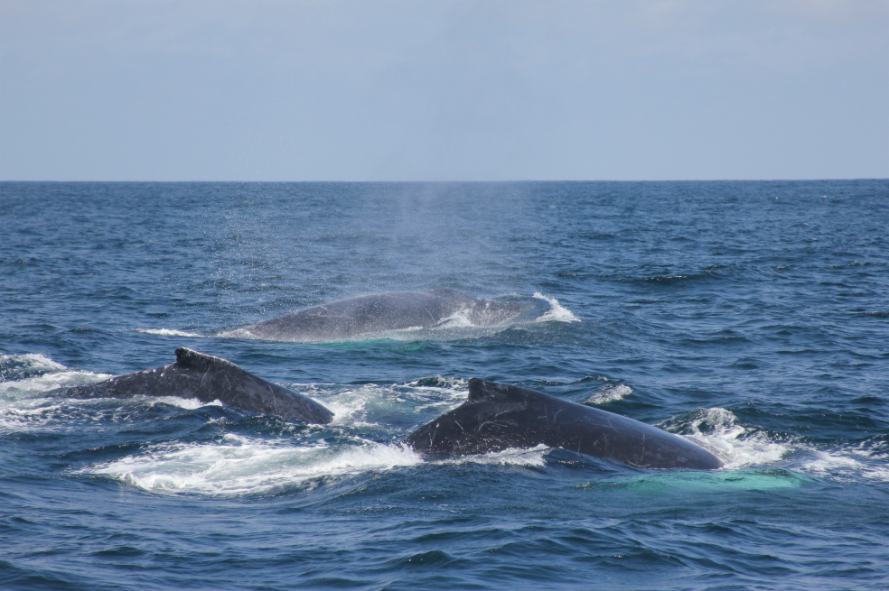 Científicos no logran descifrar el extraño comportamiento de las ballenas jorobadas