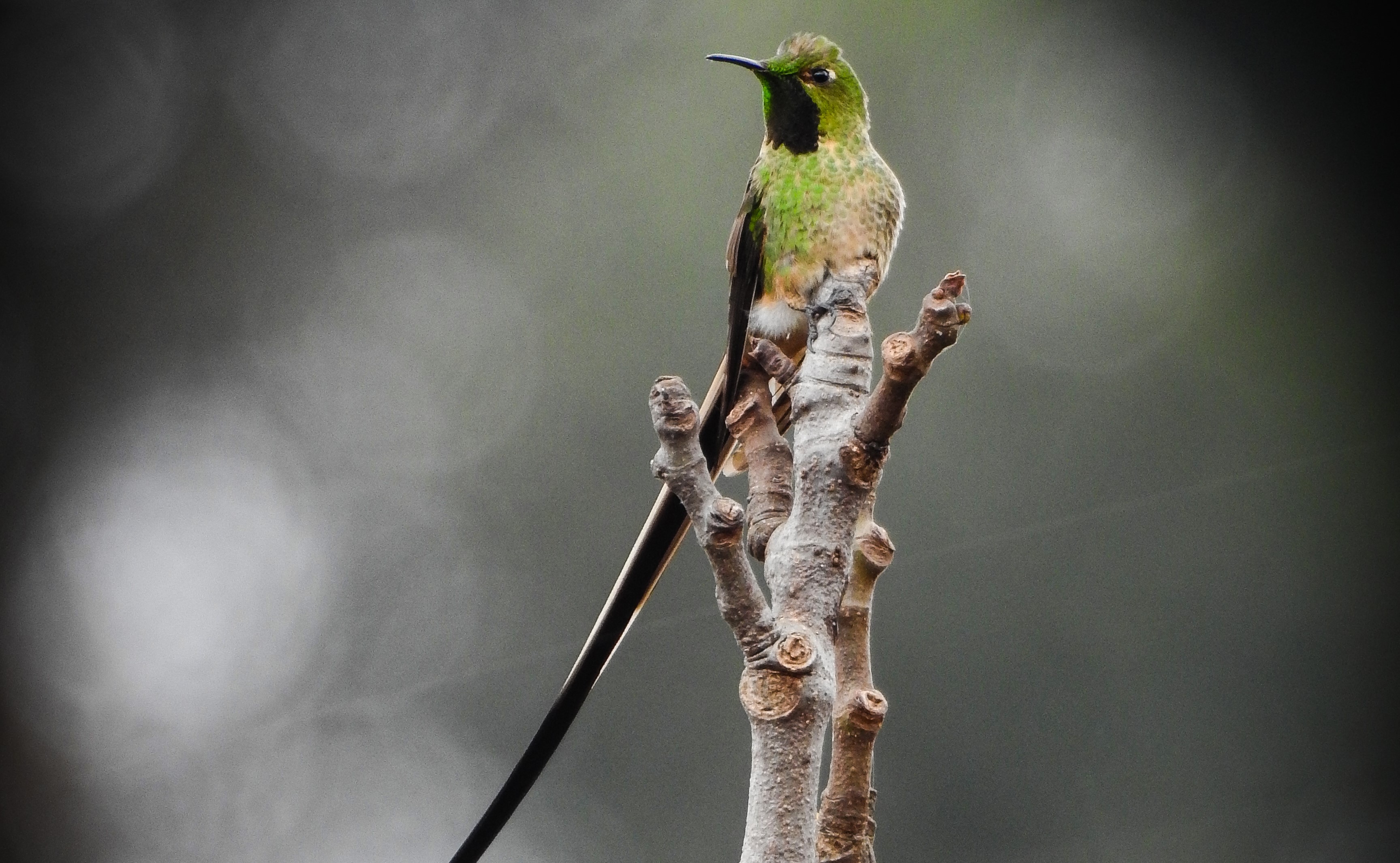 Su rango de distribución se ubica en los Andes Norte y Centrales en Colombia, Ecuador y Perú, en altitudes desde los 2500 hasta los 3800 msnm. Dentro de su hábitat tiene preferencia por áreas semi-abiertas en lugar de bosques cerrados, por lo que presenta cierta adaptación a ecosistemas urbanos como parques y jardines.