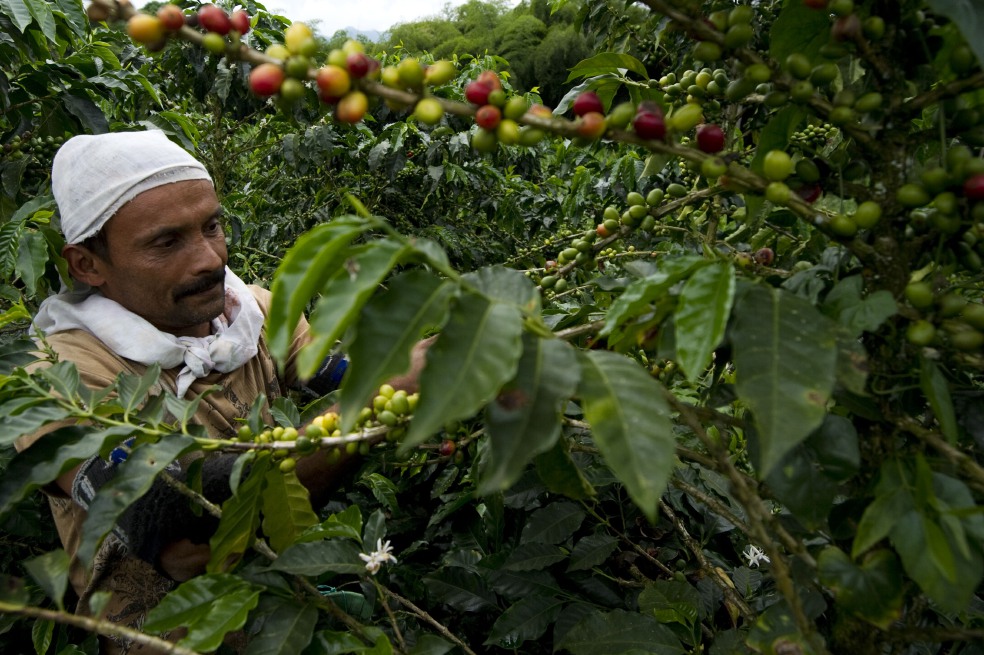 Cosecha de café requiere de 60.000 recolectores